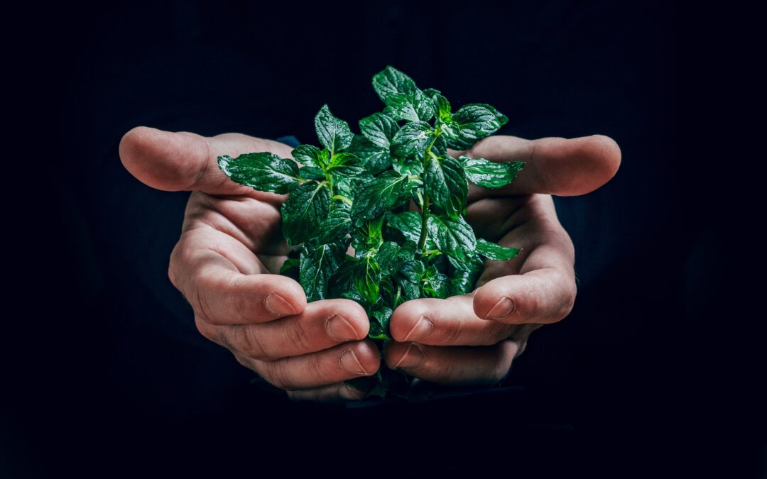 A plant in a hand symbolizing ESG factors in sustainable development