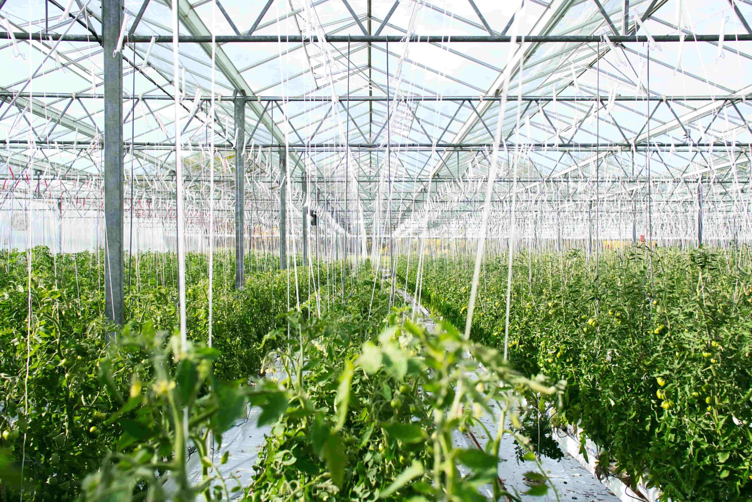 Agricultural greenhouse representing the greenhouse farming industry