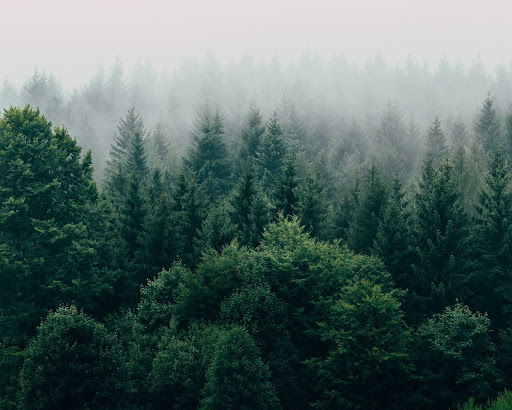 Paysage de forêt brumeuse représentant la foresterie durable